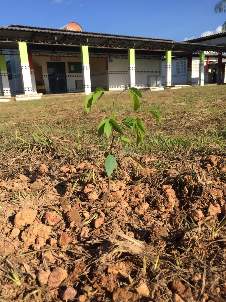 Alunos e professores realizam ação de arborização no CNP