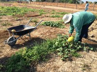 Excedentes agrícolas gerados pelas atividades didáticas do IFRR poderão ser comercializados